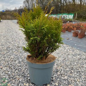 Cypruštek hrachonosný (Chamaecyparis pisifera) ´FILIP´S HAPPY DAY´ - výška 30-40 cm, kont. C5L